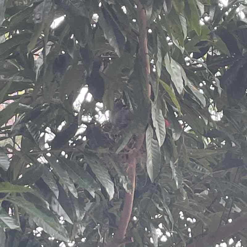 Twirlies Walk Purva post image