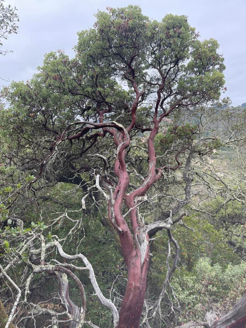 walking near me in Ranch Canada del Oro Open Space Preserve (closed areas) in winter