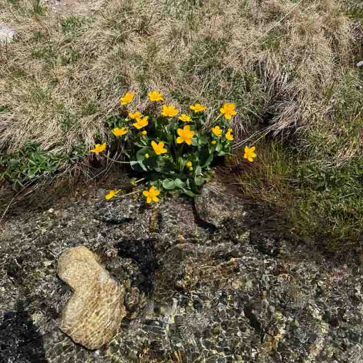 Cécile 🍀🌼🍀 post 2