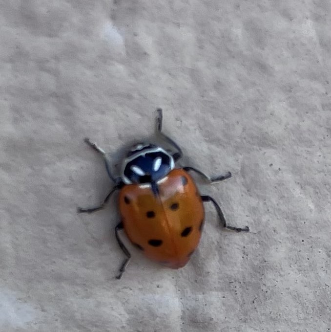 Cactus and cobwebs Teresa post image
