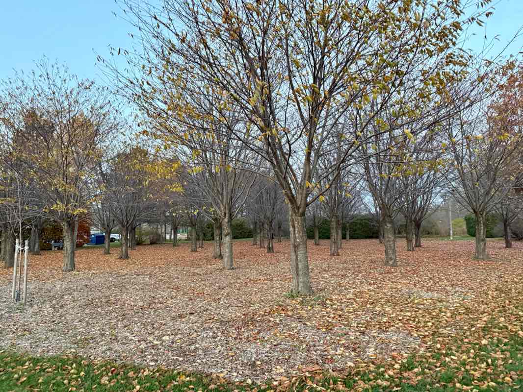 walking near me in Veterans Memorial Park in autumn