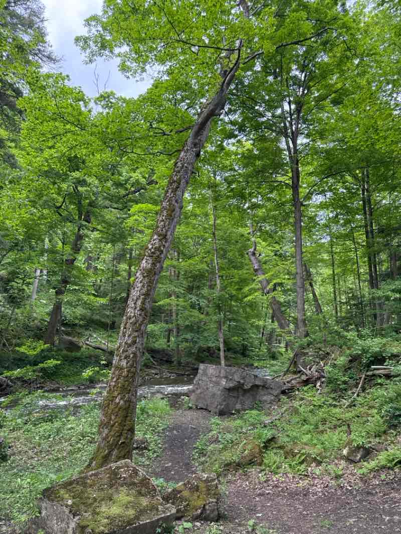 walking near me in Spencer Gorge Wilderness Area in summer