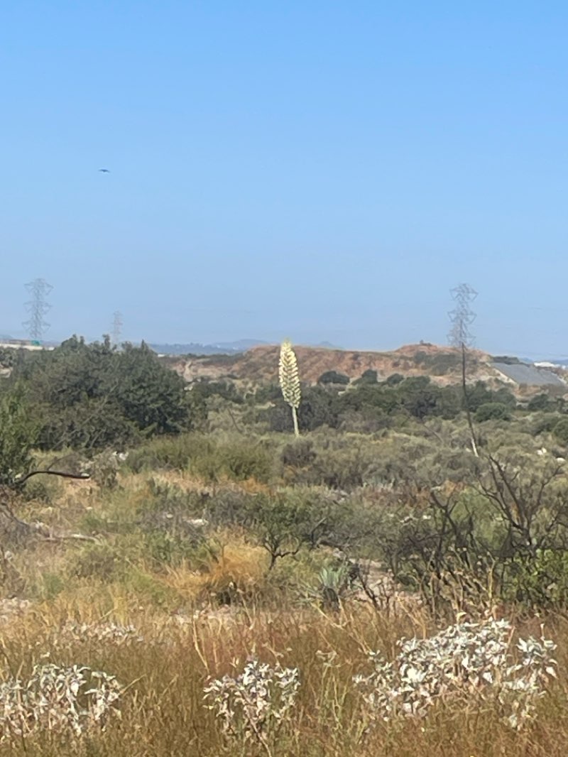 walking near me in Santa Fe Dam Recreation Area in spring