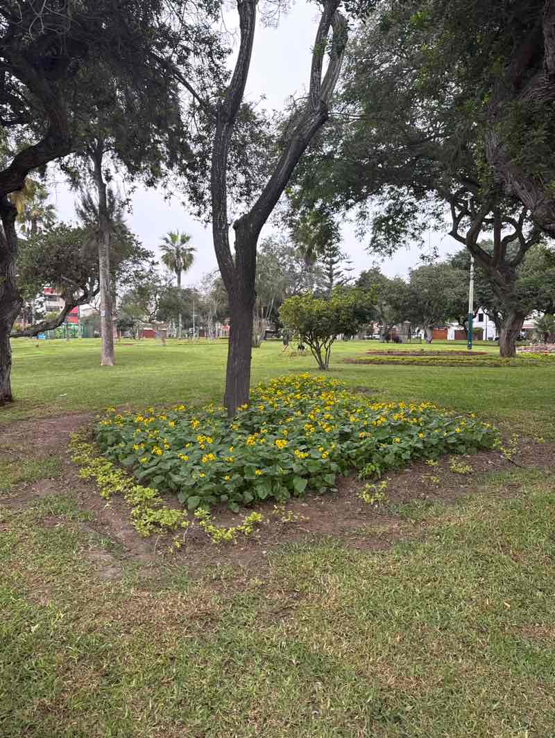 walking near me in Parque Las Lomas in winter