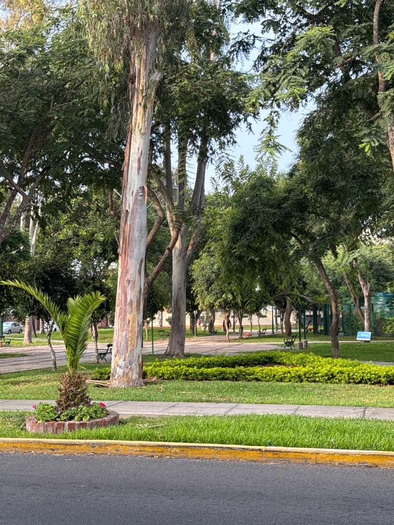 walking near me in Parque México in autumn