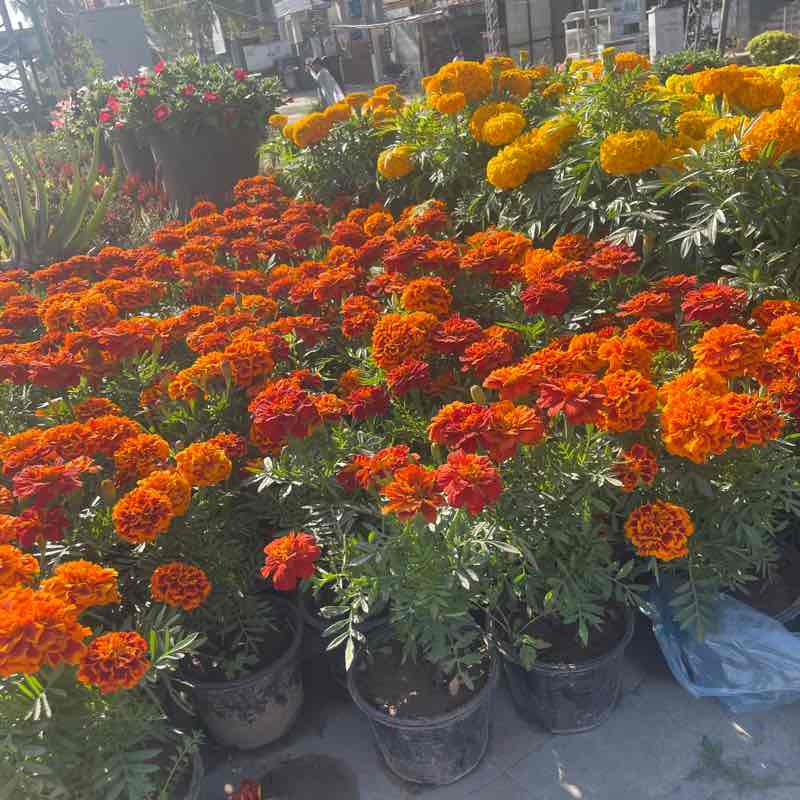 ISLAMABAD FITNESS Akhlaq Hussain post image