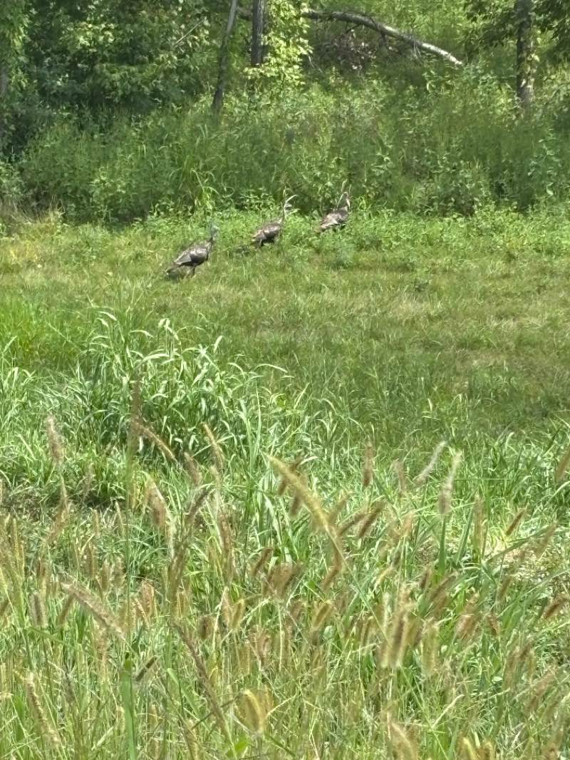 walking near me in River's Edge Park in autumn