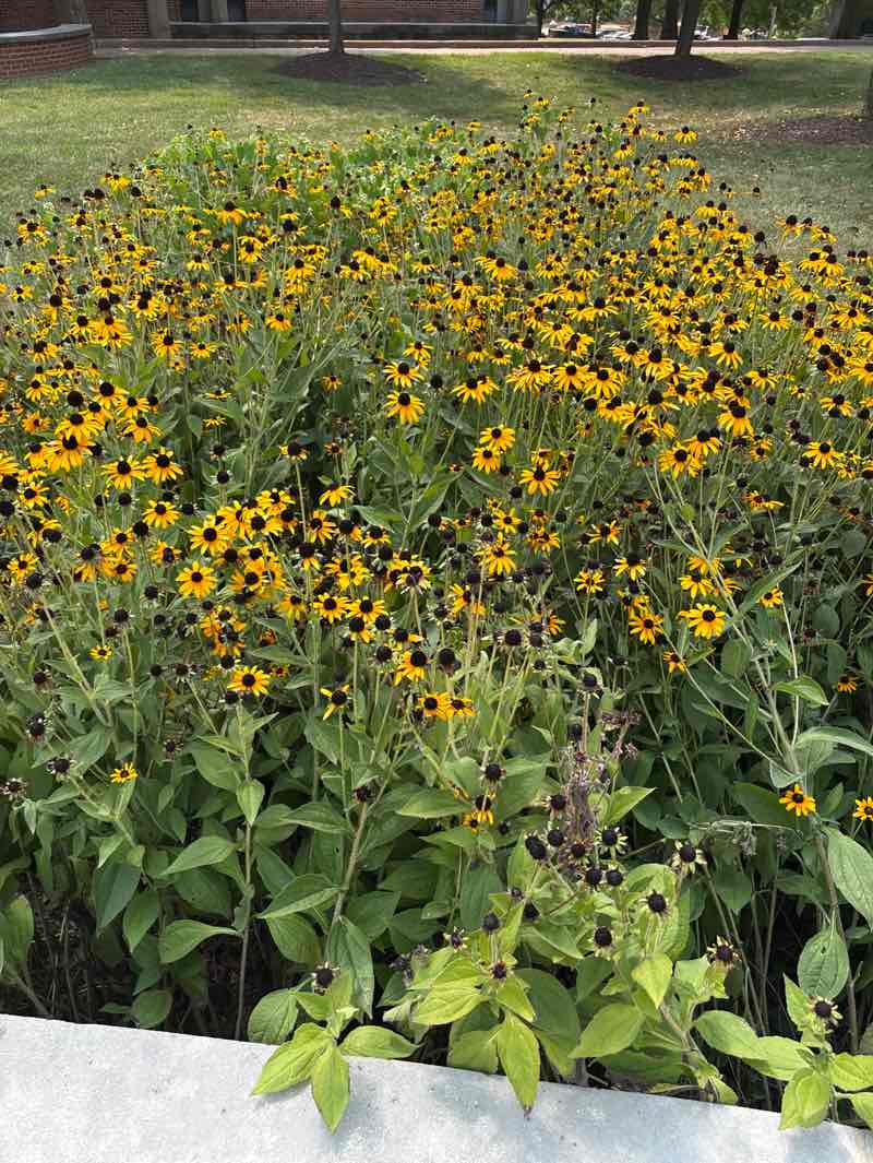 walking near me in Wiese Quadrangle in autumn