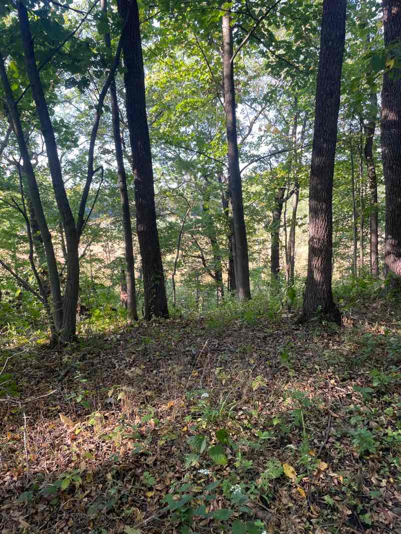 walking near me in Wehmhoff Woodland Preserve in autumn
