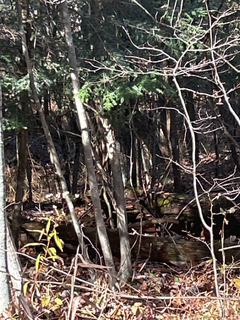 walking near me in Chapman State Park in autumn