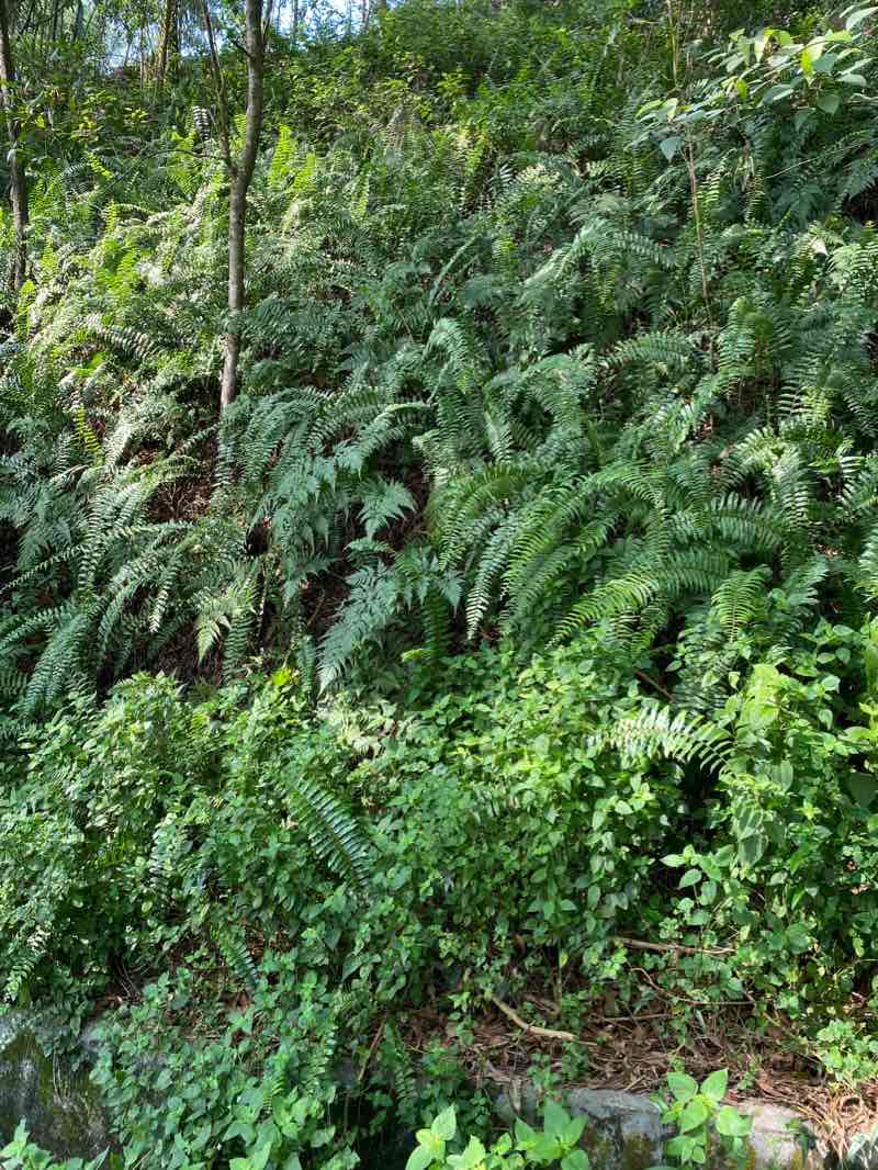 walking near me in Taman Rekreasi Puncak Jalil in winter