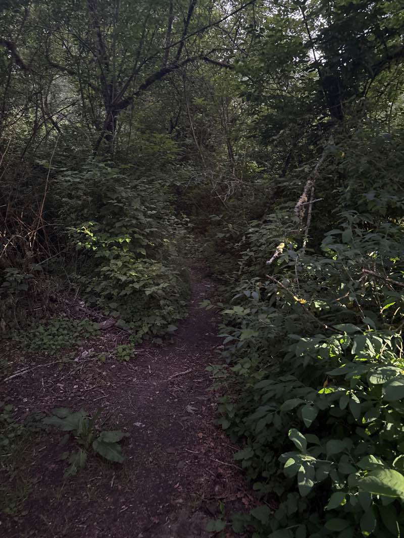 walking near me in Union River Wildlife Area in summer