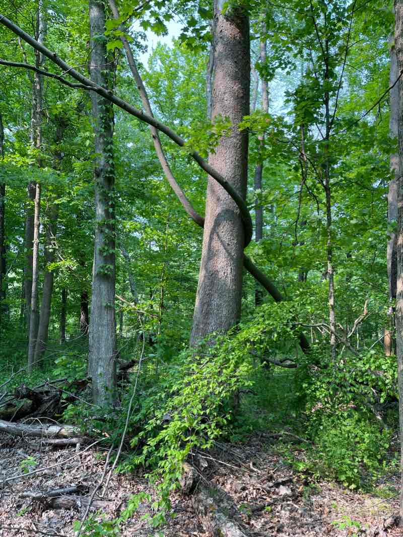 walking near me in Harriet Keeler Memorial Picnic Area in winter