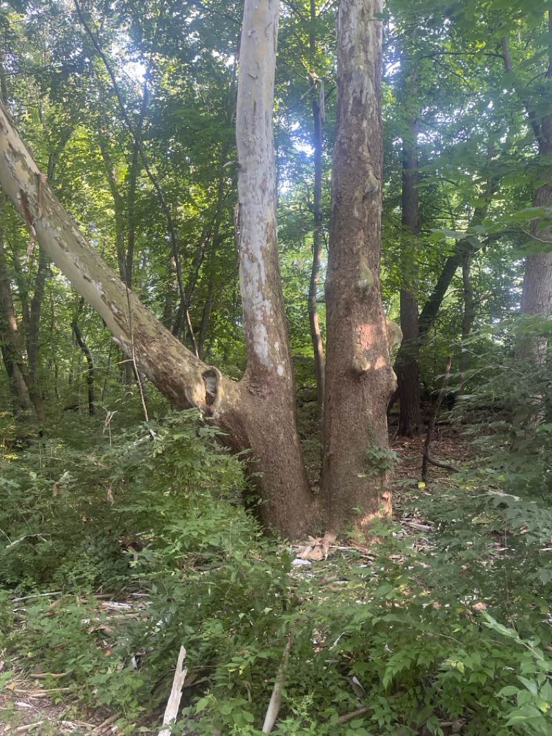walking near me in Mill Stream Run Reservation in autumn