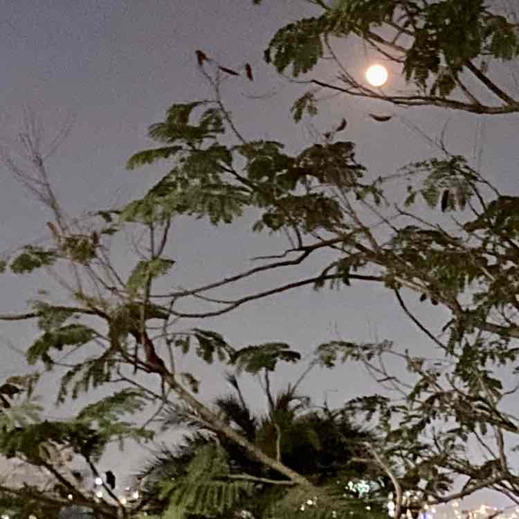 Farhad Merchant post 3