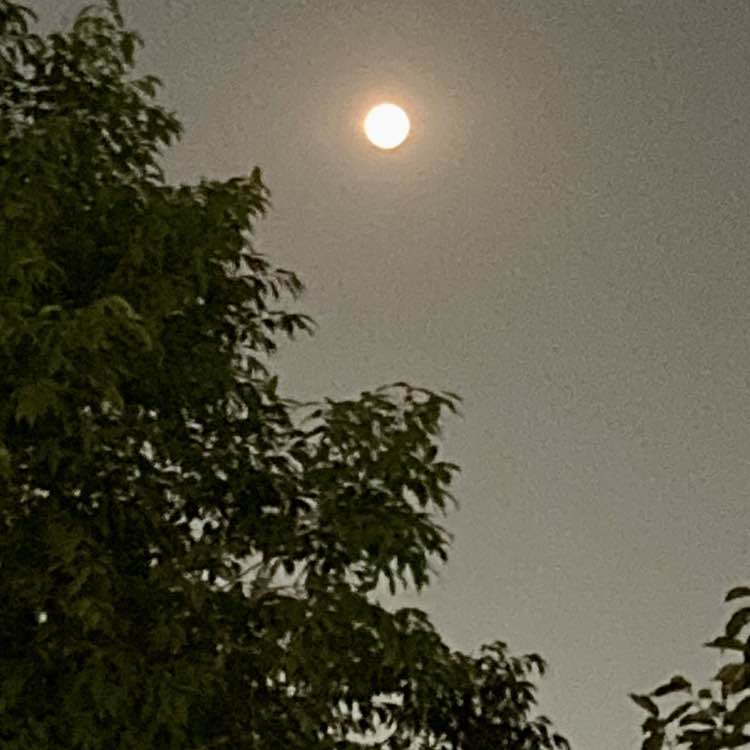 Farhad Merchant post 2