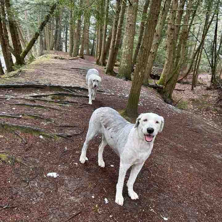 Green Mountain Tribe MadChemist post image