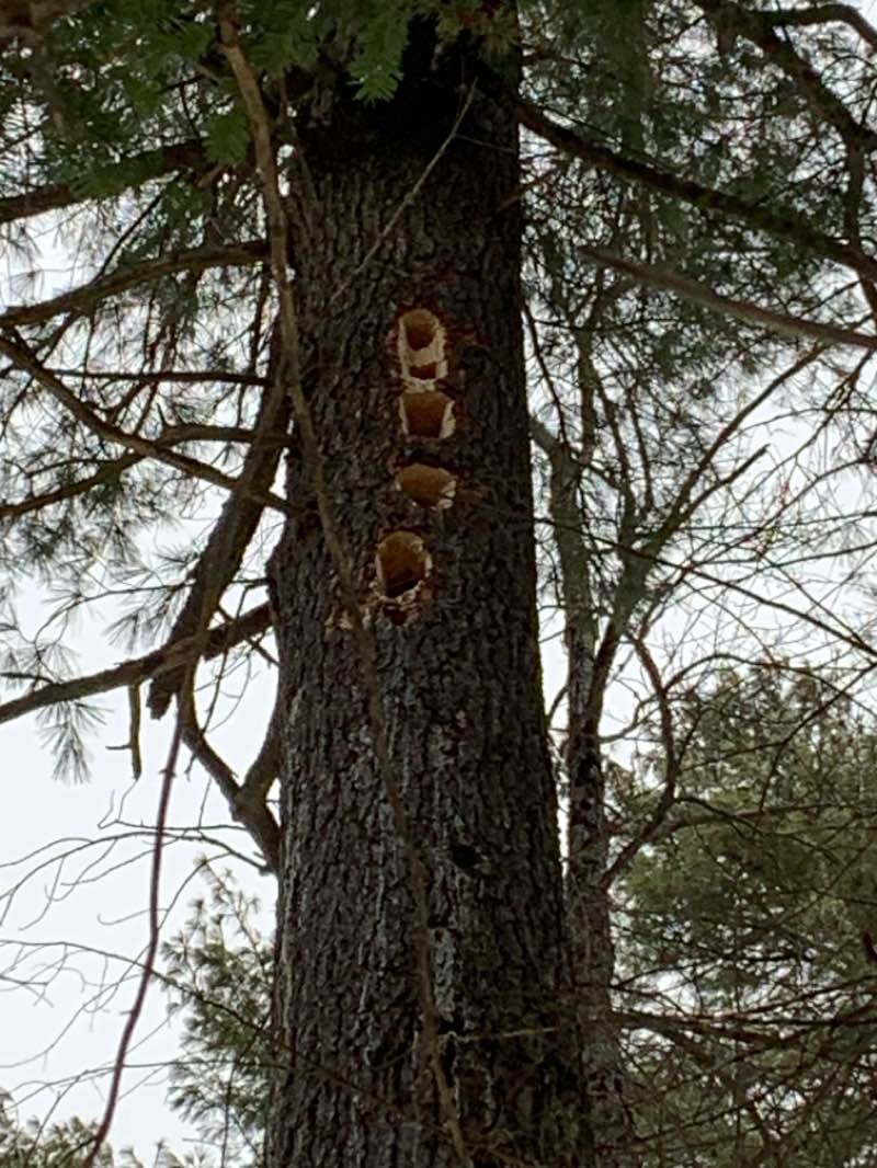 walking near me in Parc Lavoie in winter