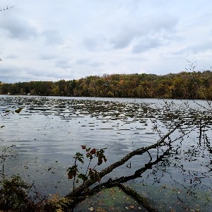 ✨️Gilded_Renegade✨️