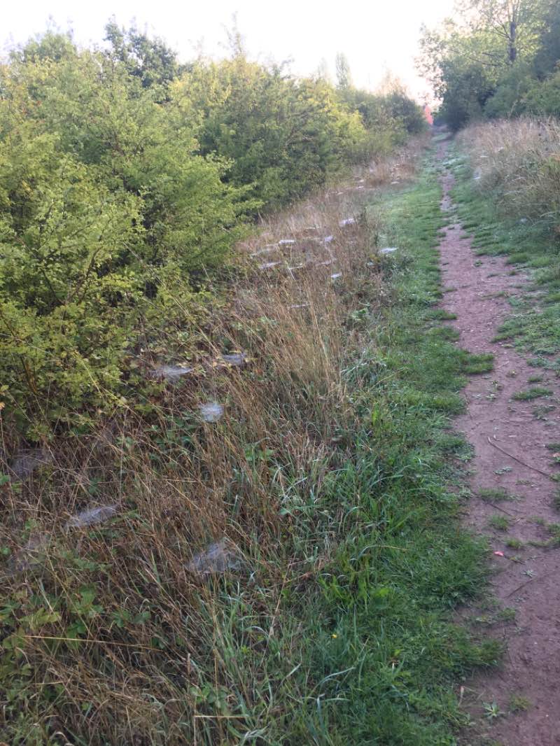 walking near me in James' Pond in winter