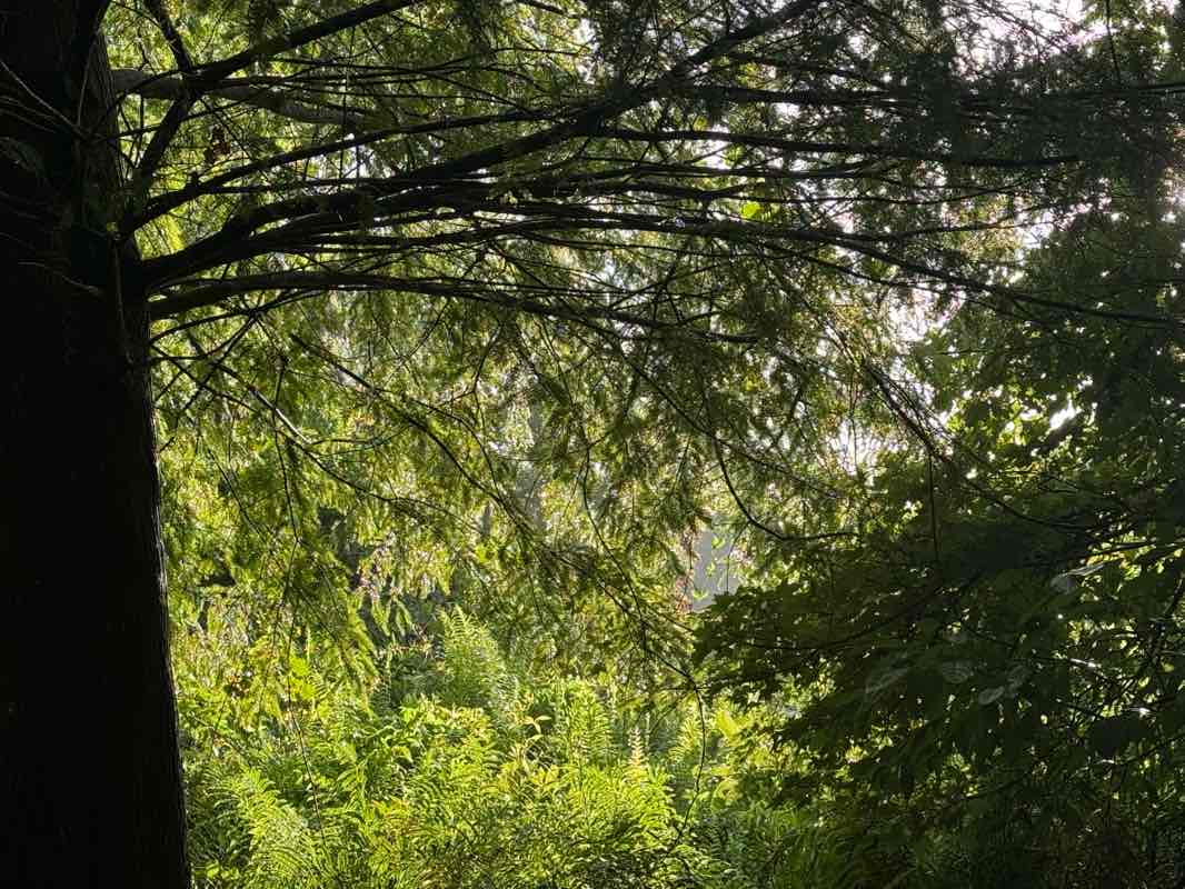 walking near me in Secret Lake Park in summer