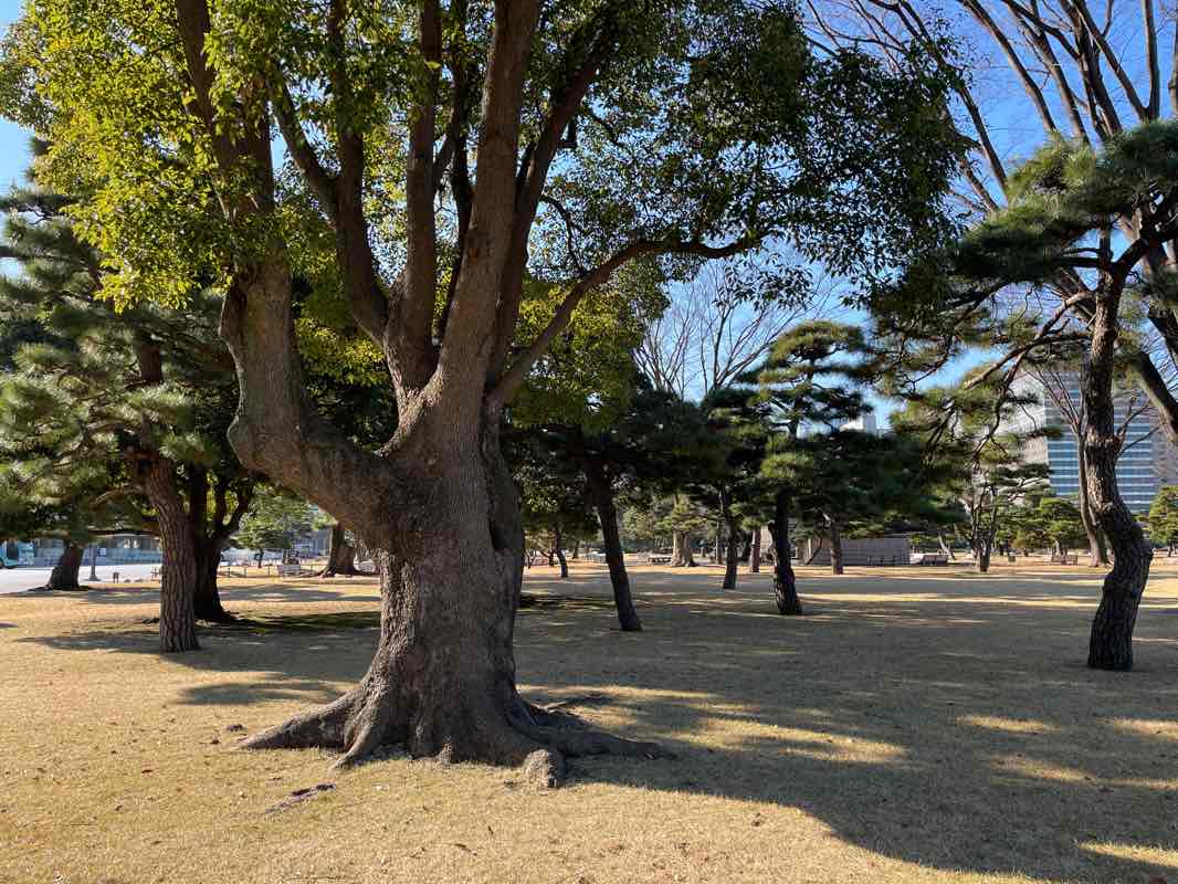 walking near me in Nakameguro Park in winter