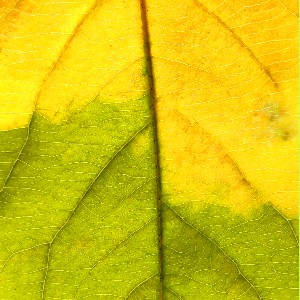 Олег 🇷🇺 Z 🇷🇺🔥😿😺😺🌲🌲🌲🧙