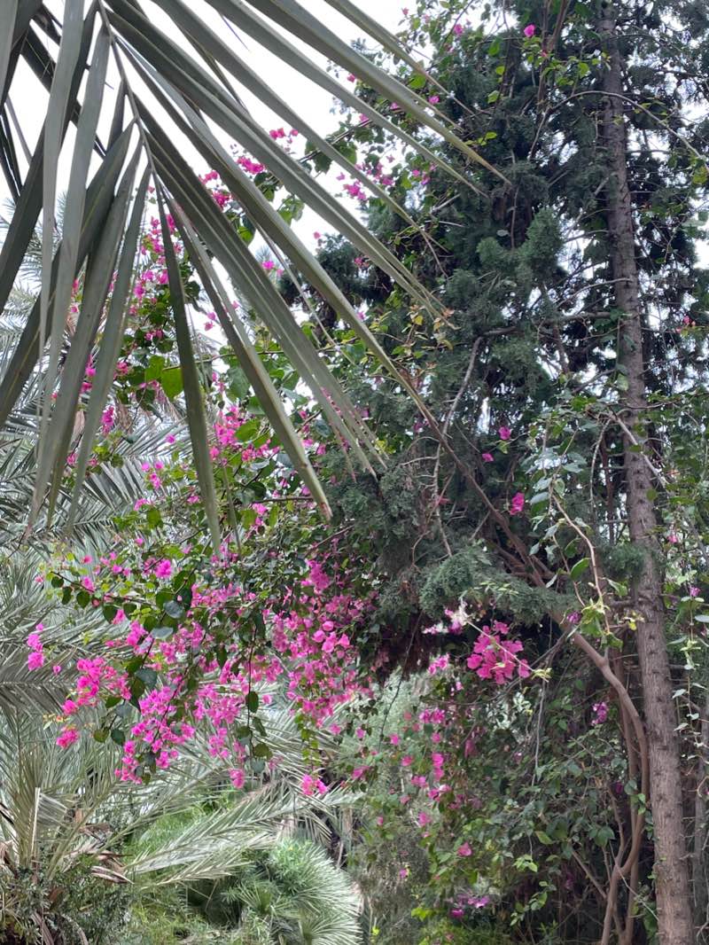 walking near me in El palmeral in winter