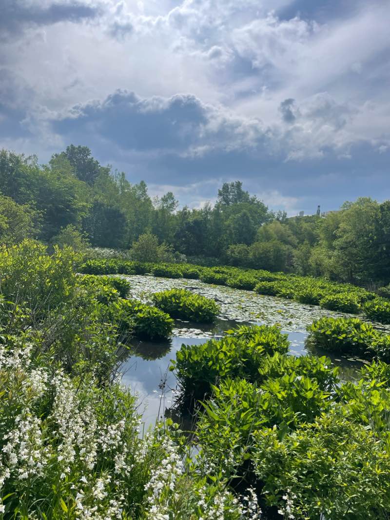 Alewife Brook Reservation