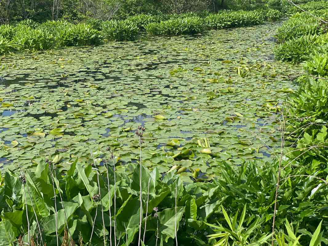 walking near me in Alewife Brook Reservation in winter