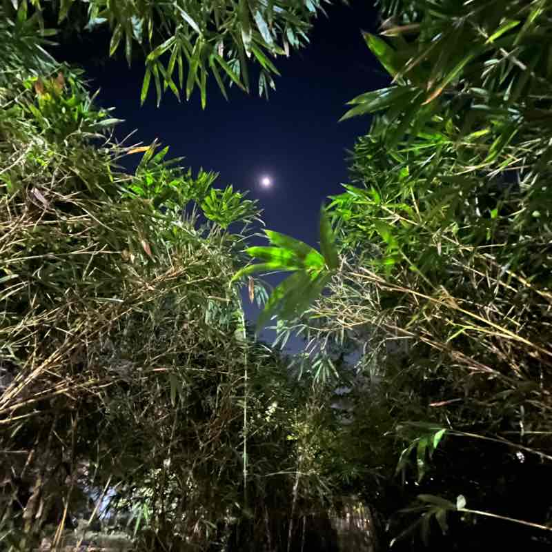 DaisyDimples 🌼 post 1