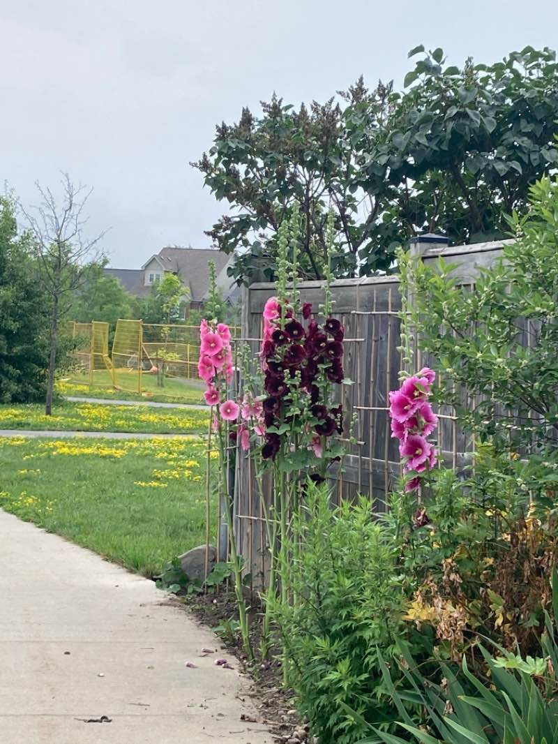 walking near me in Bert Meunier Common in winter