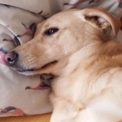 Obitelj hoda ﹏Una﹏ post image