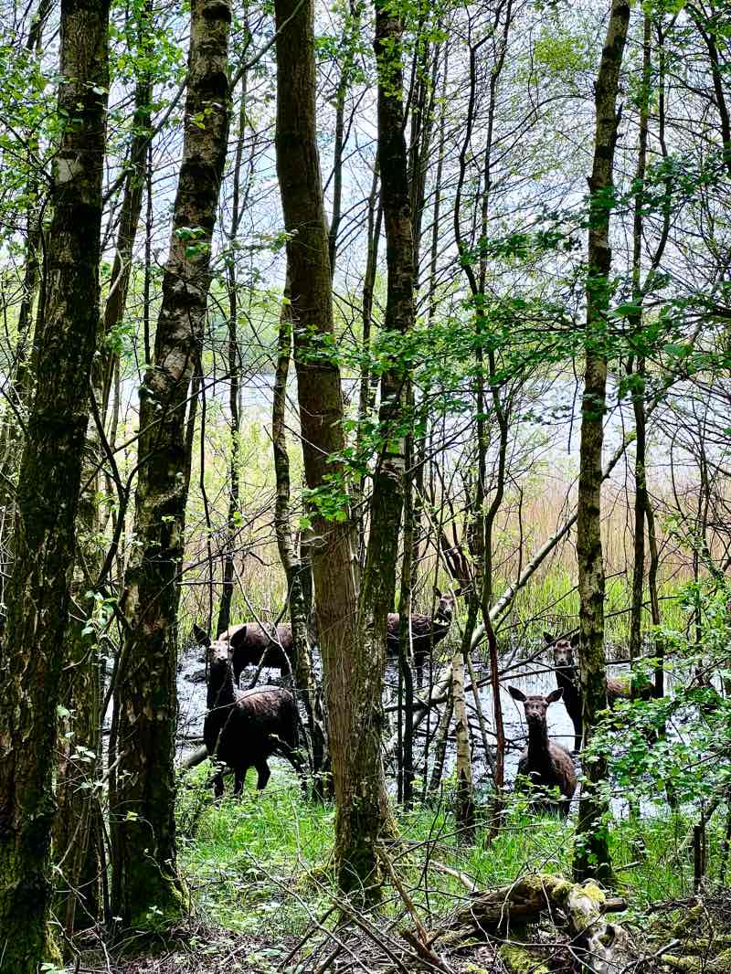 walking near me in Chasewater Country Park in winter