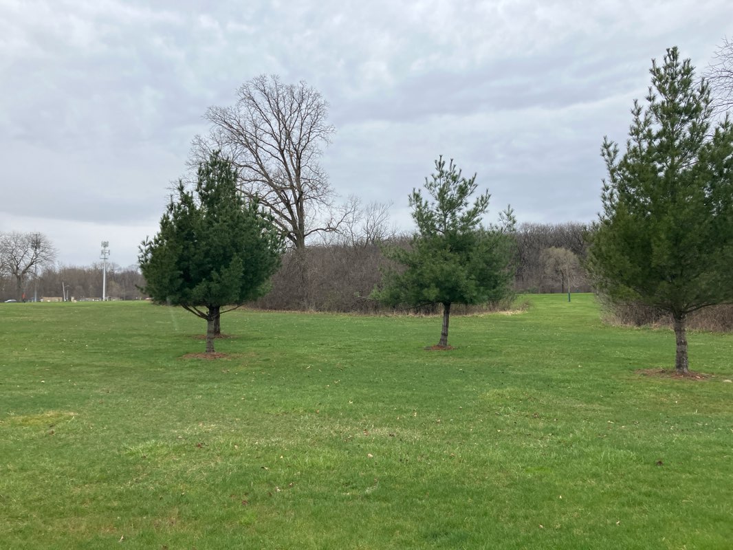walking near me in Rubio Woods in winter