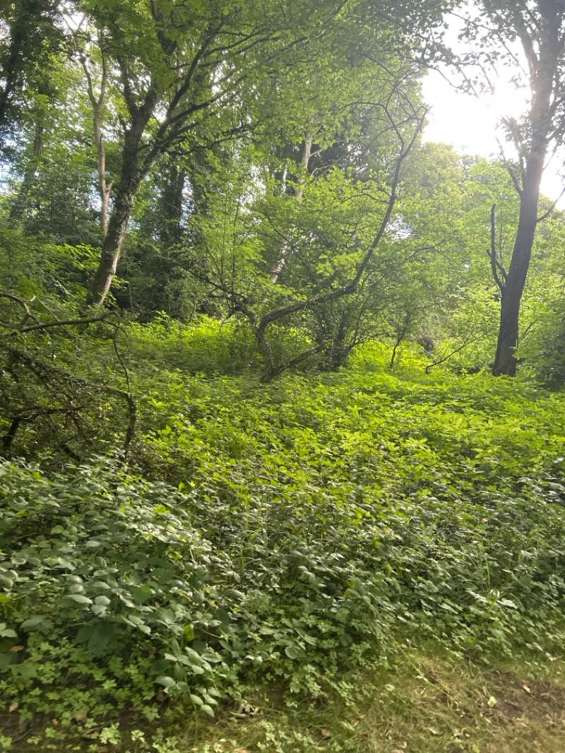 walking near me in Hetton Park in summer