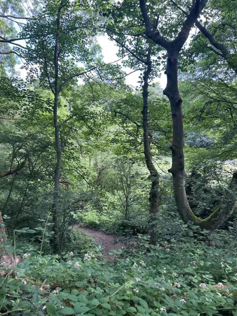 walking near me in Hetton Park and Bogs in summer