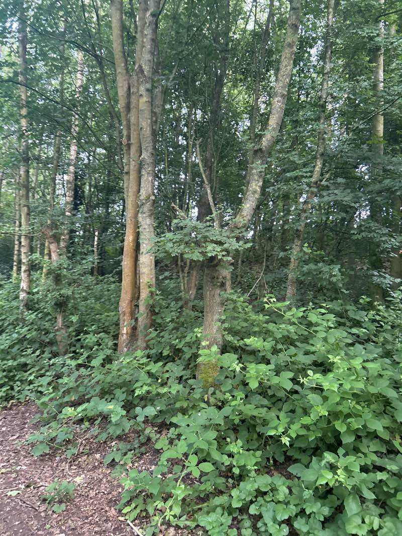 walking near me in Hetton Lyons Country Park in summer