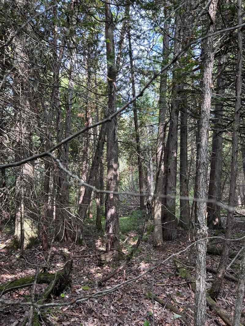 walking near me in Ferguson Forest in autumn