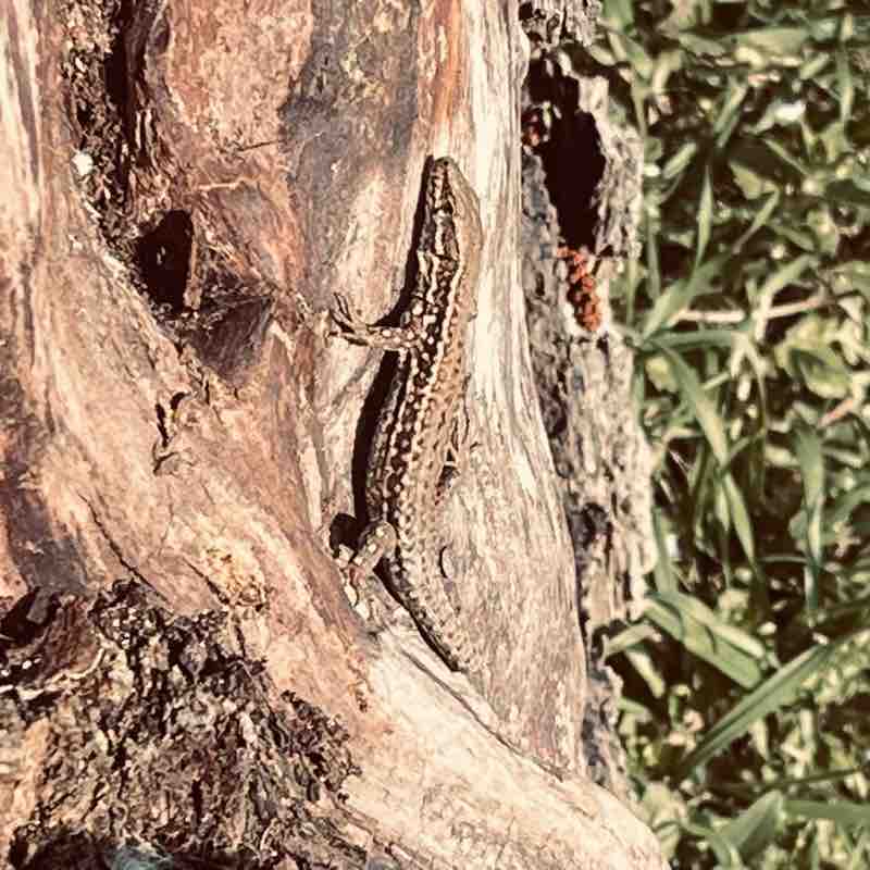 Longue vie en marchant 🥾 Anne post image