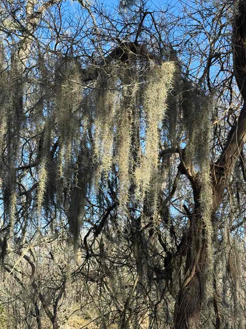 walking near me in Palmetto State Park in winter
