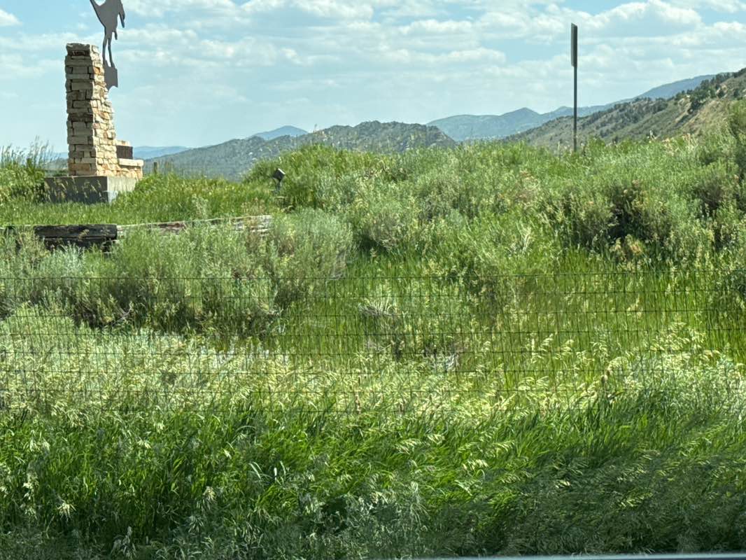 walking near me in Dinosaur Ridge in summer