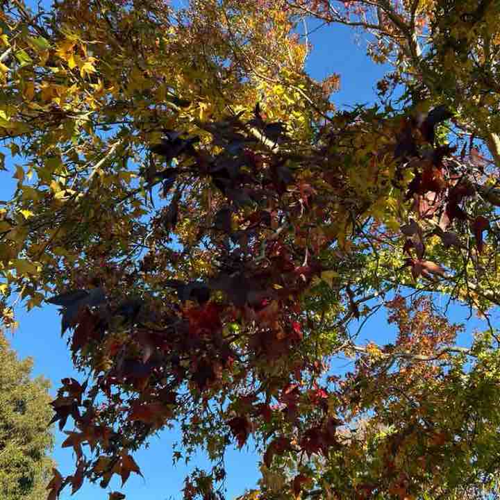 Shelley post 2