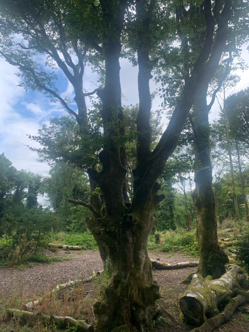 walking near me in Cappagh Park in summer