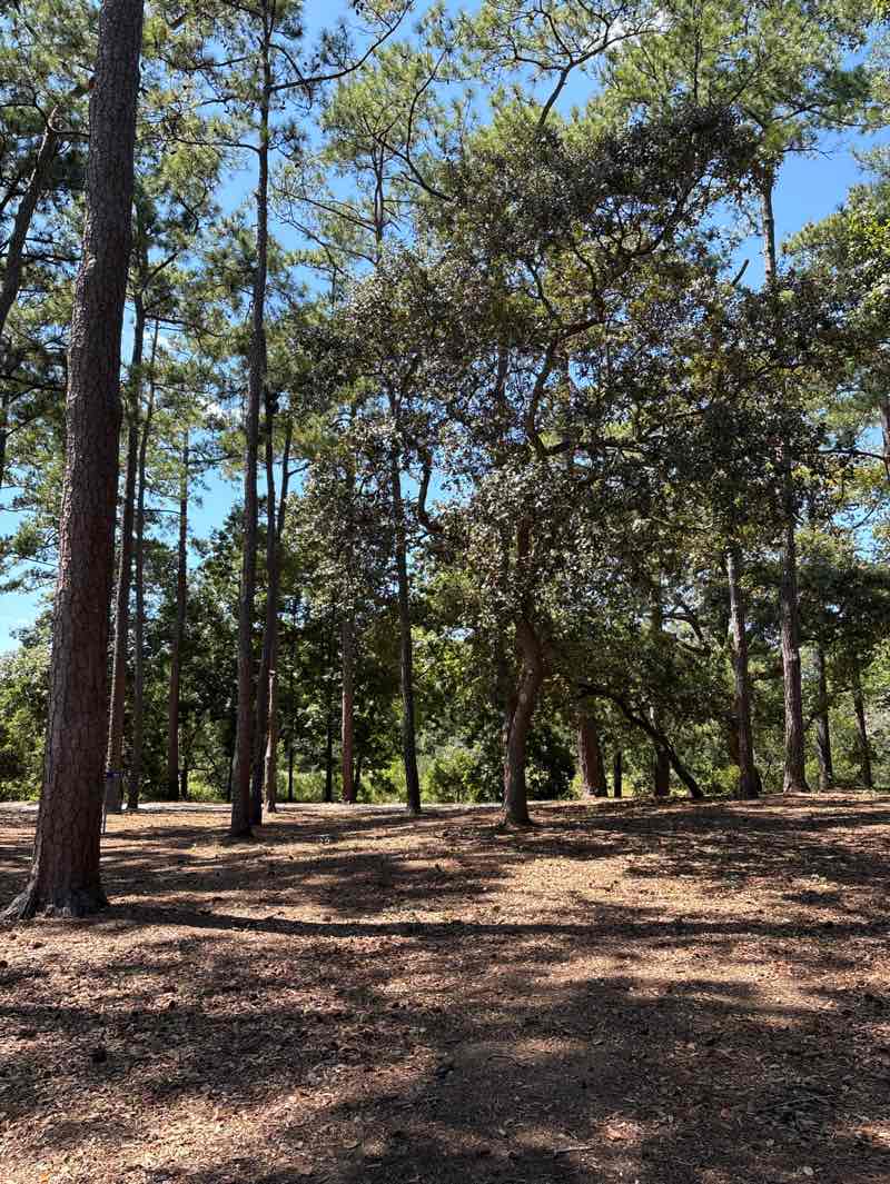 walking near me in Withers Swash Park in autumn