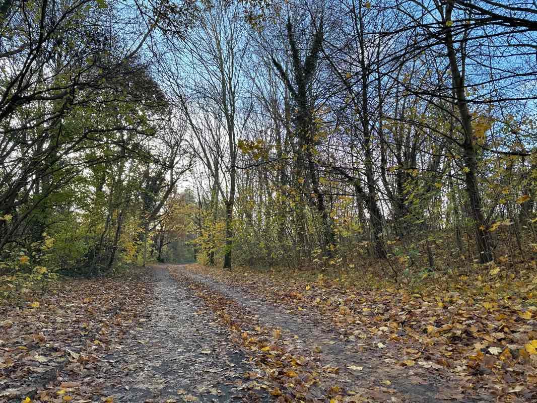 walking near me in Mark Hall Park in winter