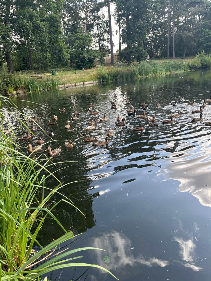 walking near me in Bush Fair Park & Paddling Pool in winter