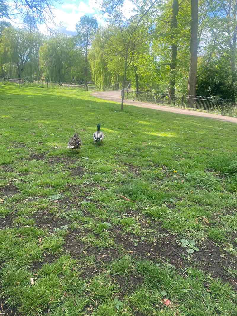 walking near me in Wardown Park in spring