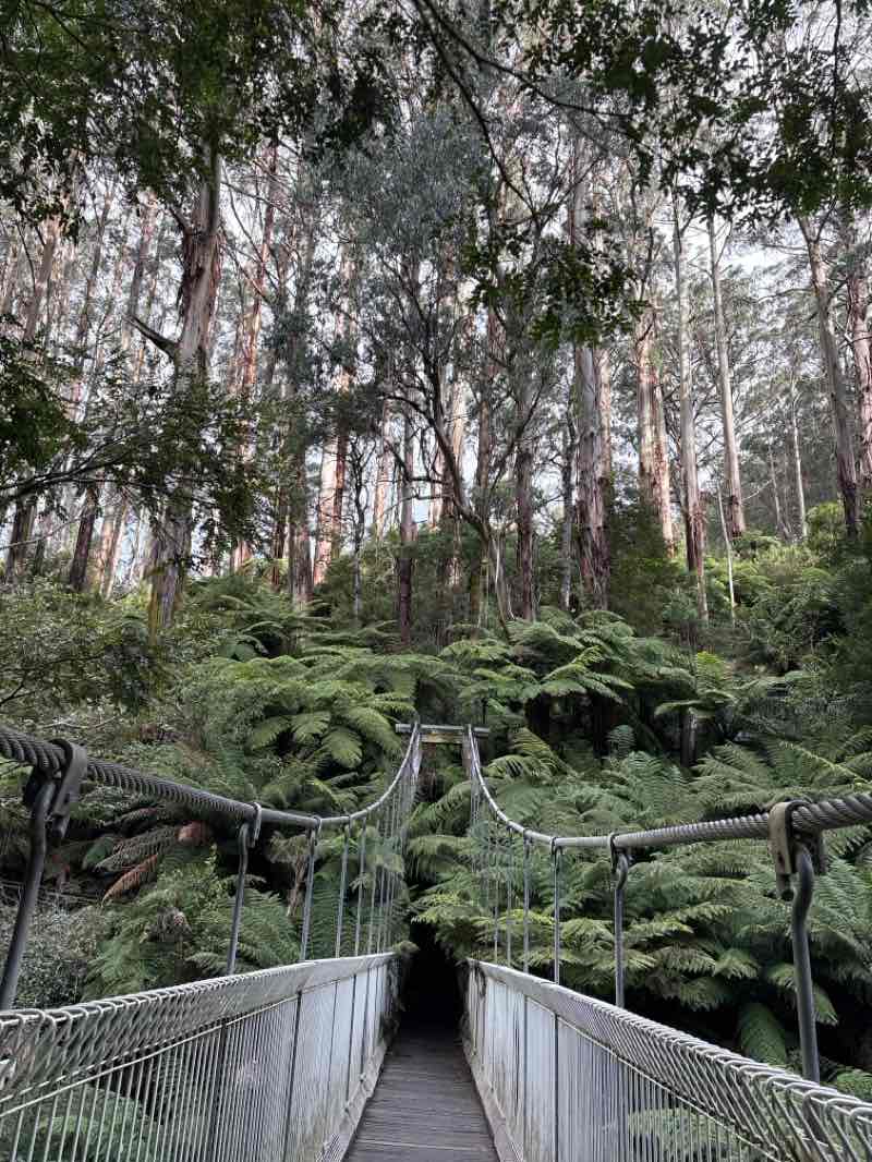 walking near me in Tarra-Bulga National Park in winter