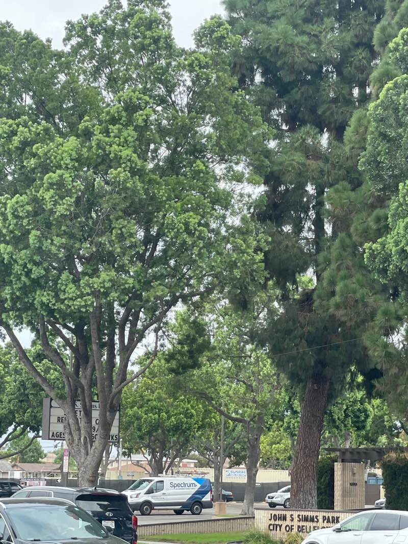 walking near me in Simms Park in autumn